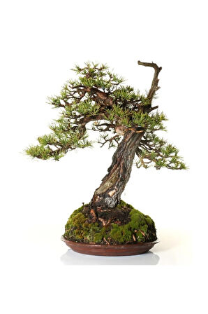 Karaçam Bonzai Ağacı Ekim Seti 5 Adet Tohum Saksı Toprak Kombin