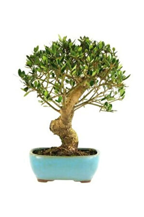Bodur Defne Bonzai Ağacı Tohumu 3 Adet Bonsai Ağacı Tohumu