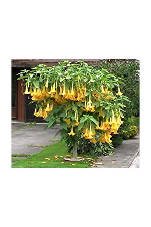 Angel Trumpet Çiçeği Tohumu 5 Adet Tohum Meleklerin Borozanı Meleklerin Borusu