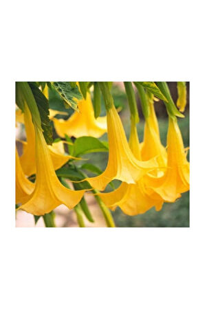 Angel Trumpet Çiçeği Tohumu 5 Adet Tohum Meleklerin Borozanı Meleklerin Borusu