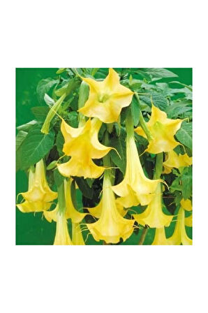 Angel Trumpet Çiçeği Tohumu 5 Adet Tohum Meleklerin Borozanı Meleklerin Borusu