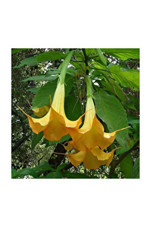 Angel Trumpet Çiçeği Tohumu 5 Adet Tohum Meleklerin Borozanı Meleklerin Borusu