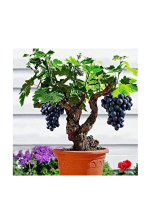 Bodur Siyah Üzüm Bonzai Ağacı Tohumu 5 Adet Bonsai Ağacı Tohumu