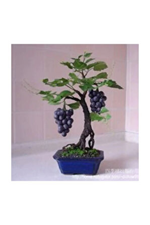Bodur Siyah Üzüm Bonzai Ağacı Tohumu 5 Adet Bonsai Ağacı Tohumu