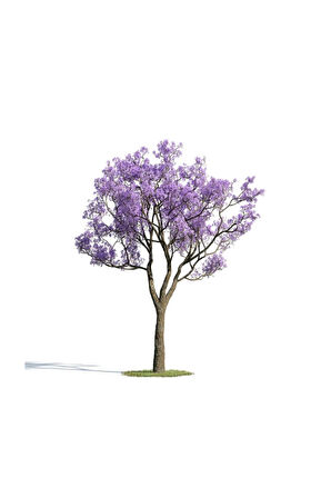 Nadir Jakaranda Ağacı Tohumu 25 Adet Tohum Jacaranda Mimosifolia