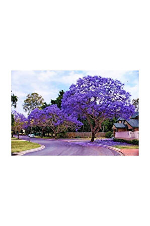 Nadir Jakaranda Ağacı Tohumu 25 Adet Tohum Jacaranda Mimosifolia