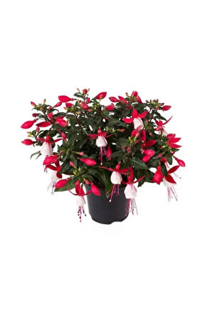 Karışık Küpeli Çiçeği Ekim Seti 5 Adet Tohum Saksı Toprak