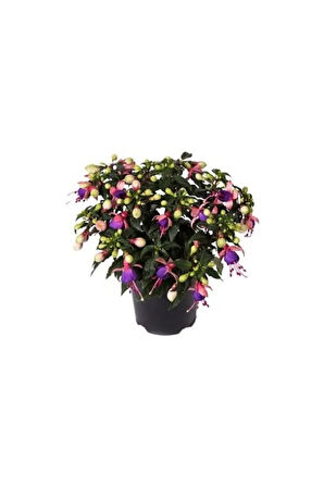 Karışık Küpeli Çiçeği Ekim Seti 5 Adet Tohum Saksı Toprak