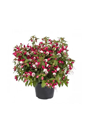 Karışık Küpeli Çiçeği Ekim Seti 5 Adet Tohum Saksı Toprak