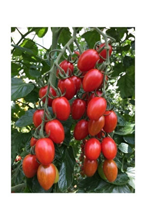 Saksılık Zeytin Domates Tohumu 10 Adet Tohum Kahvaltılık Domates Tohumu