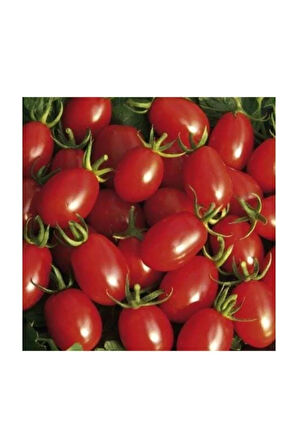 Saksılık Zeytin Domates Tohumu 10 Adet Tohum Kahvaltılık Domates Tohumu
