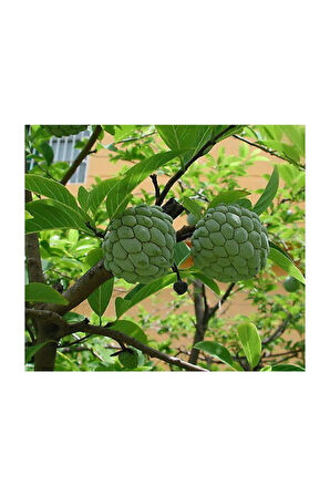 Tropikal Sugar Apple Meyvesi Tohumu 3 Adet Tohum Şeker Elma