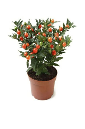 Cherry Saksılık Domates Tohumu 10 Adet Tohum