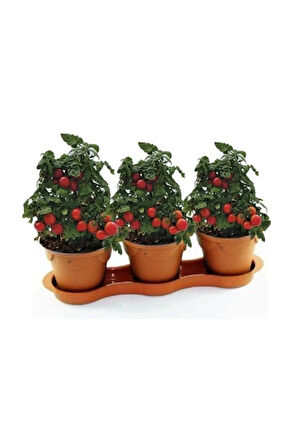 Cherry Saksılık Domates Tohumu 10 Adet Tohum
