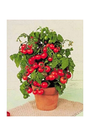Cherry Saksılık Domates Tohumu 10 Adet Tohum