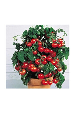 Cherry Saksılık Domates Tohumu 10 Adet Tohum