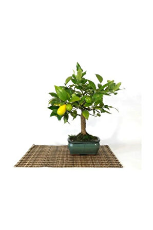 Limon Bonzai Ağacı Tohumu 3 Adet Bonsai Ağacı Tohumu