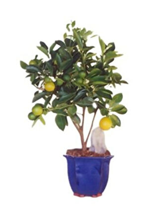Limon Bonzai Ağacı Tohumu 3 Adet Bonsai Ağacı Tohumu