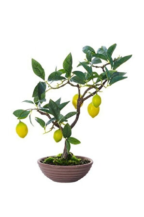 Limon Bonzai Ağacı Tohumu 3 Adet Bonsai Ağacı Tohumu