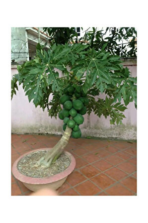 Bodur Saksılık Papaya Ağacı Tohumu 3 Adet Tohum