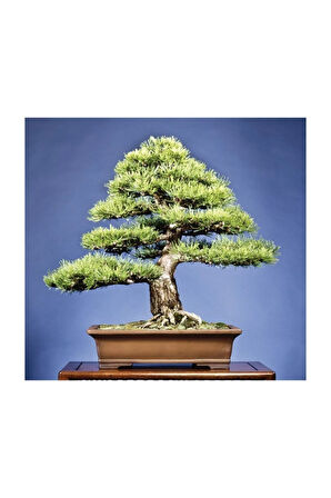 Karaçam Bonzai Ağacı Tohumu 5 Adet Bonsai Ağacı Tohumu