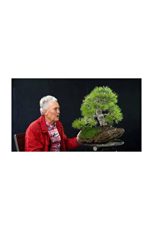 Karaçam Bonzai Ağacı Tohumu 5 Adet Bonsai Ağacı Tohumu
