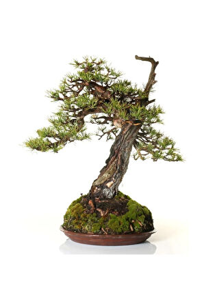 Karaçam Bonzai Ağacı Tohumu 5 Adet Bonsai Ağacı Tohumu