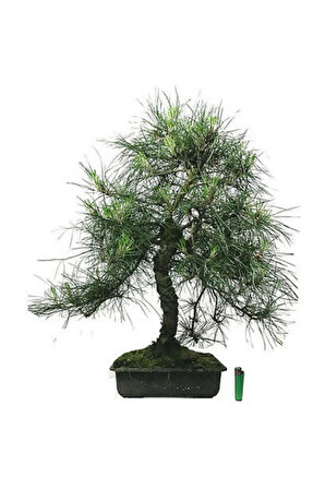 Karaçam Bonzai Ağacı Tohumu 5 Adet Bonsai Ağacı Tohumu