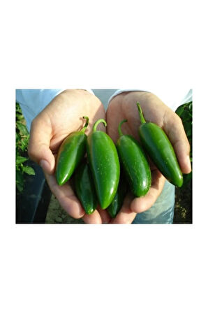 İthal Jalapeno Kırmızı Acı Meksika Biberi Tohumu 5 Adet Tohum