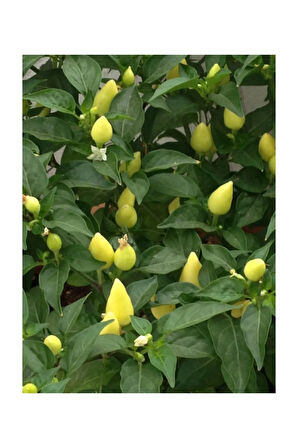 Acı Turşuluk Fındık Biber Tohumu 25 Adet Tohum Biberiye