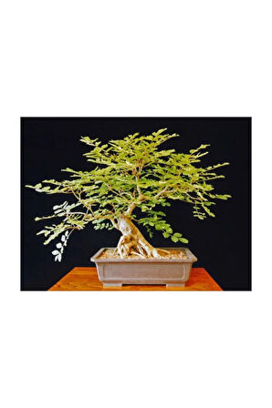 Bodur Dişbudak Bonzai Ağacı Tohumu 5 Adet Bonsai Ağacı Tohumu
