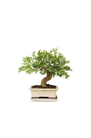 Bodur Dişbudak Bonzai Ağacı Tohumu 5 Adet Bonsai Ağacı Tohumu