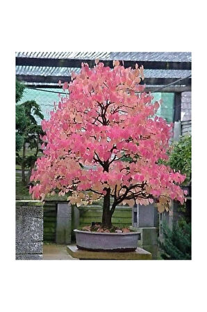 Bodur Katsura Bonzai Ağacı Tohumu 5 Adet Tohum Bonsai Ağacı Tohumu