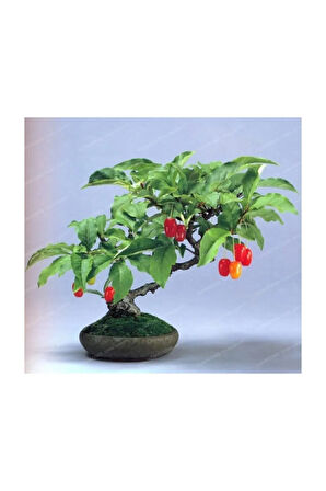 Bodur Kızılcık Bonzai Ağacı Tohumu 5 Adet Bonsai Ağacı Tohumu