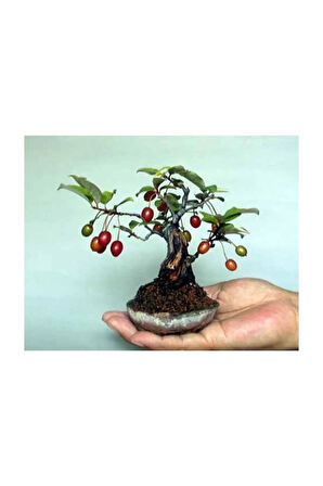 Bodur Kızılcık Bonzai Ağacı Tohumu 5 Adet Bonsai Ağacı Tohumu