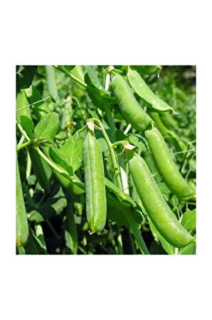 Bezelye Tohumu 10 Adet Tohum Sebze Tohumu
