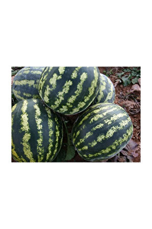 Crimson Sweet Karpuz Tohumu 15 Adet Tohum