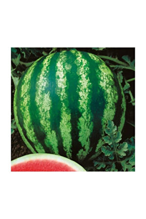 Crimson Sweet Karpuz Tohumu 15 Adet Tohum