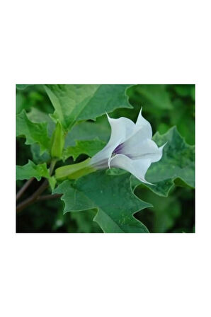 Beyaz Angel Trumpet Çiçeği Tohumu 5 Adet Tohum Meleklerin Borusu