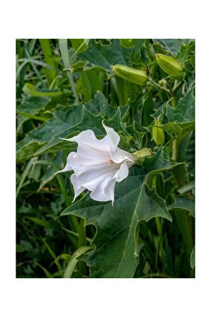Beyaz Angel Trumpet Çiçeği Tohumu 5 Adet Tohum Meleklerin Borusu