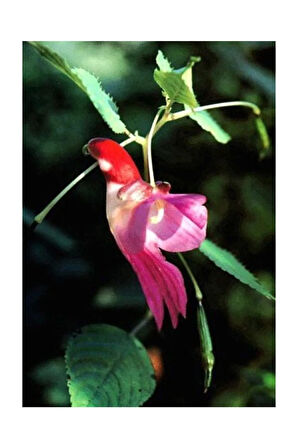 Yeni Zellanda Kuş Orkide Tohumu 5 Adet Tohum