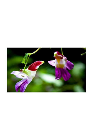 Yeni Zellanda Kuş Orkide Tohumu 5 Adet Tohum