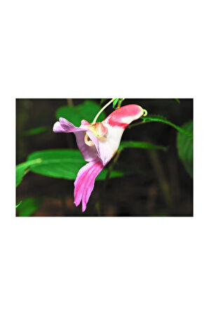 Yeni Zellanda Kuş Orkide Tohumu 5 Adet Tohum