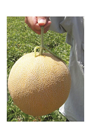 Ananas Kavun Tohumu 15 Adet Tohum Bal Kavun