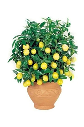 Bodur Hint Limonu Bonzai Ağacı Ekim Seti 5 Adet Tohum Saksı Toprak Kombin