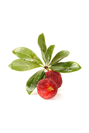 Tropikal Çin Çileği Tohumu 2 Adet Tohum Myrica Çilek