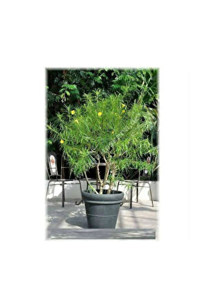 Peru Zakkumu Bonzai Ağacı Tohumu 3 Adet Bonsai Ağacı Tohumu