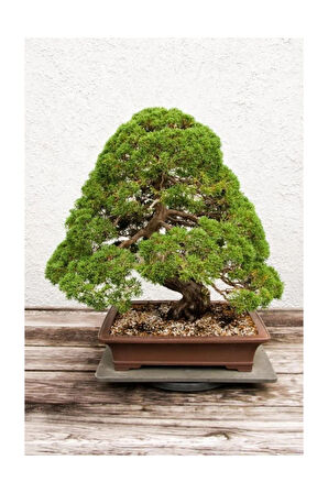 Bodur Lübnan Sediri Bonzai Ağacı Ekim Seti 5 Adet Tohum Saksı Toprak Kombin