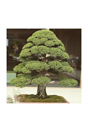 Bodur Lübnan Sediri Bonzai Ağacı Ekim Seti 5 Adet Tohum Saksı Toprak Kombin