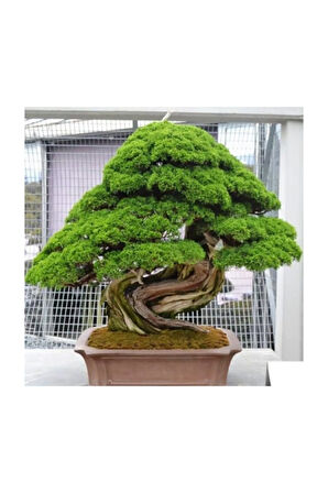 Bodur Lübnan Sediri Bonzai Ağacı Ekim Seti 5 Adet Tohum Saksı Toprak Kombin